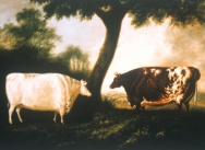Two Shorthorn Cattle: The White Heifer which Travelled & Red Rose, 1806
