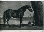 An Arabian belonging to John Warck