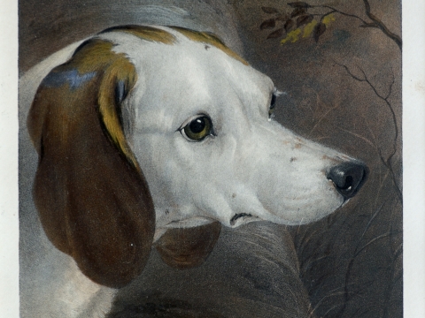 Follow Your Nose:  Beagle pictures from BSAT collection